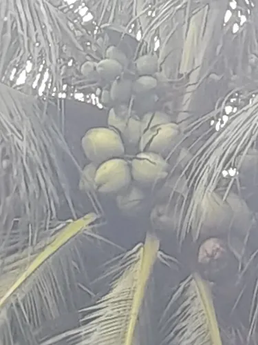 Vendo Coco verde ou seco na casca e no pé.  100 unidades . R$ 150.reais 