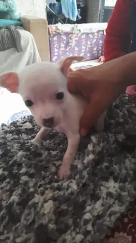 Vendo Pinscher macho