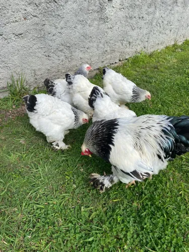 Galinhas Brahmas- Aves Ornamentais