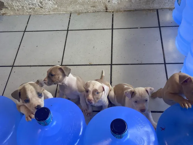 Cachorro 