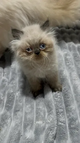 Gato persa filhote 