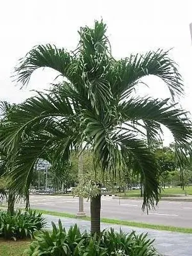 Palmeira Veitchia