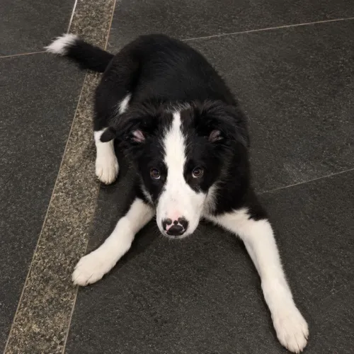 Border collie macho 3 meses com pedigree 