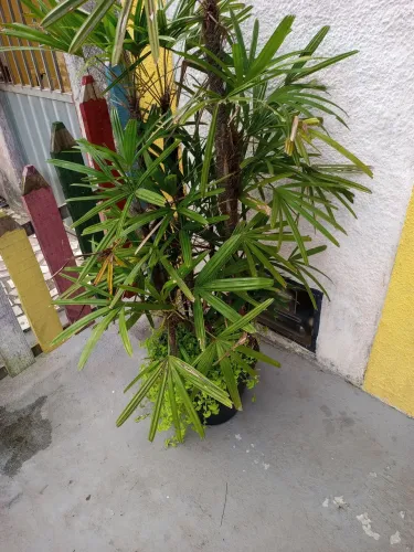 Plantas