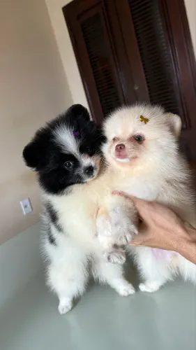 Spitz alemão fêmeas Disponíveis