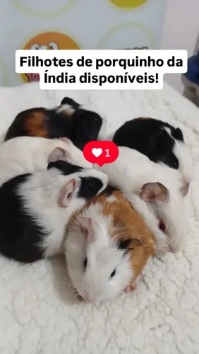 Filhotes de porquinhos da Índia