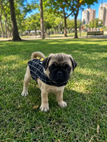 Pug Macho