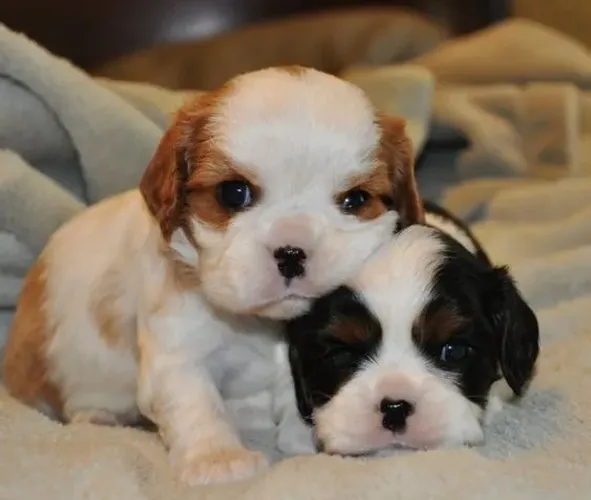 Cavalier King Charles