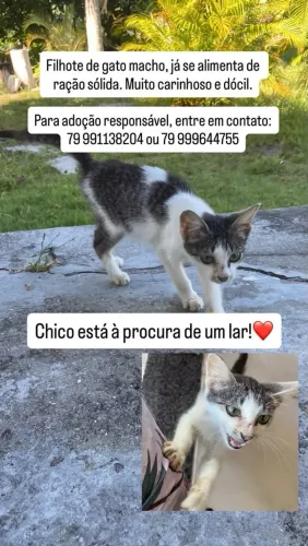 Chico the Cat