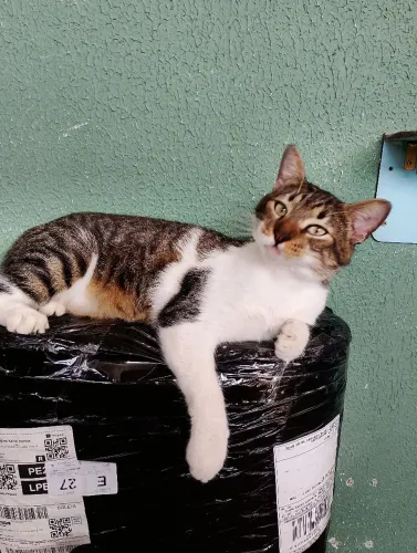 Lindo gatinho pra adoção responsável