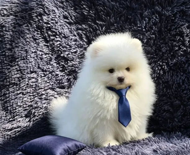 Spitz