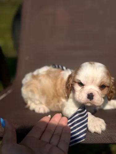 Cavalier king machos e fêmeas de alto padrão