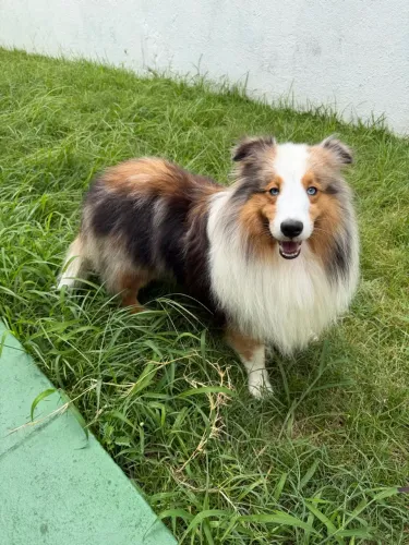 Pastor de shetland macho reprodutor sable merle com pedigree CBKC
