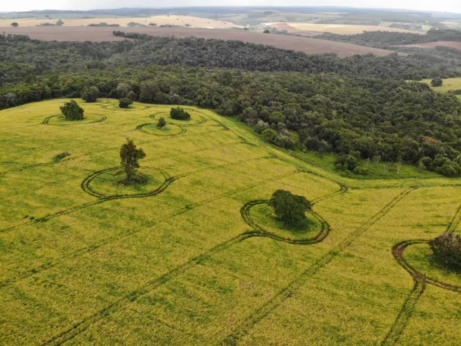 Fazenda na região de itapeva 1064 hectares 110 milhões ou 120 milhões parcelado Está com p