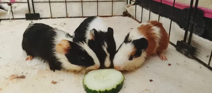 Porquinho da índia fêmea