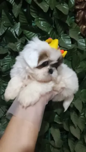 Lindos filhotes  Shih-tzu companheiros perfeitos 