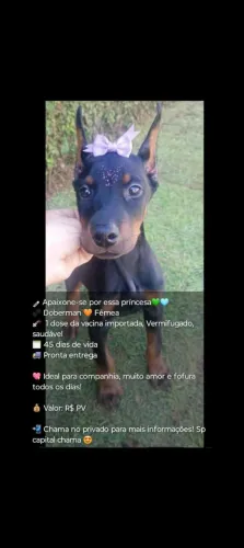 Doberman