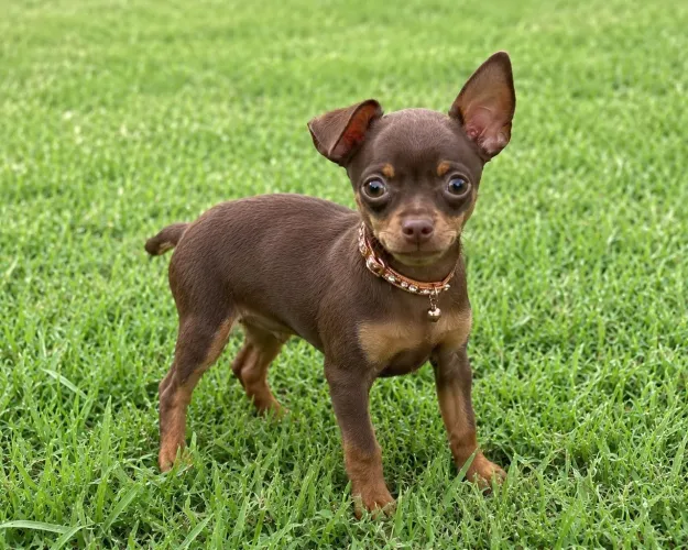 Pinscher fêmea pequenina chocolate