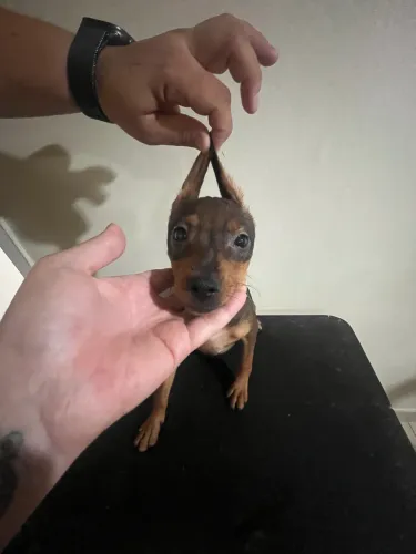 Fêmea de Pinscher 1  com um ano 