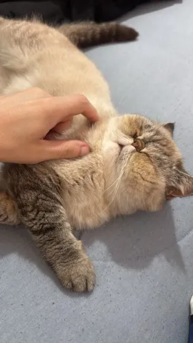 gata persa EXÓTICA PELO CURTO
