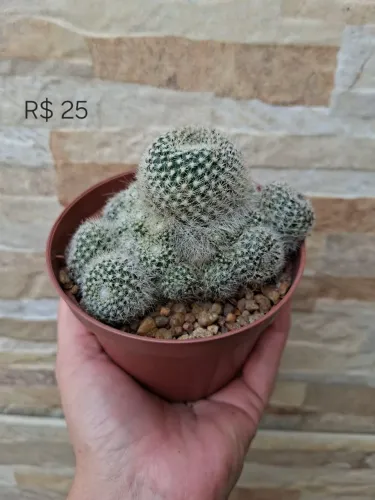 Rebutia muscula pt11