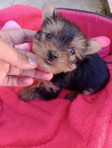 Yorkshire Micro, macho com Pedigree e entrega em 10x no Cartão