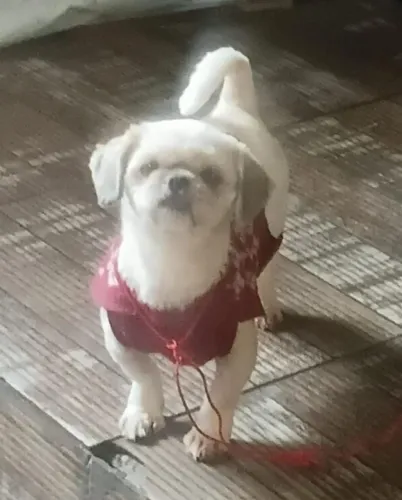 Vendo