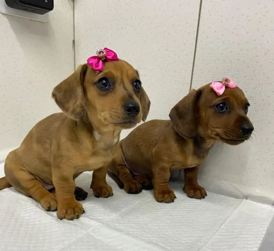 Lindas filhotes de basset disponíveis
