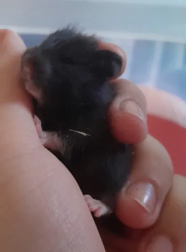 Hamster Sírio Pretinho lindo