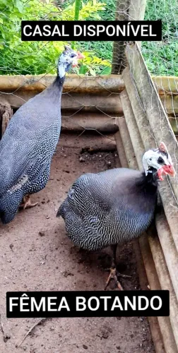 Casal de galinhas angolas disponível fêmea botando