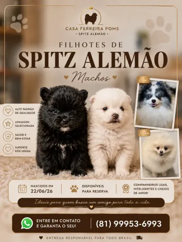 Filhotes de Spitz