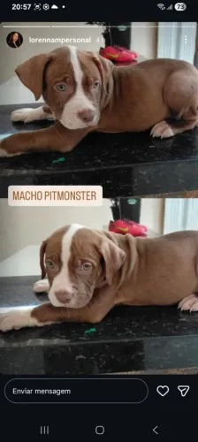 Vendo Pitmonst excelente
