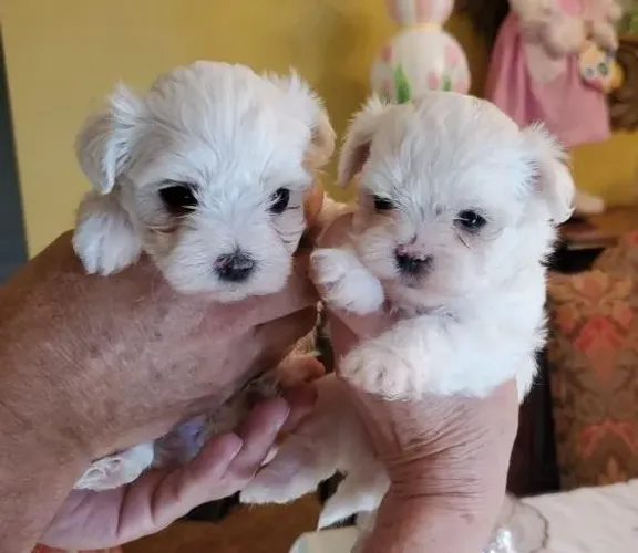 Maltês Mini Filhotes Afetuosos. 