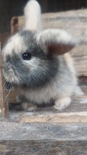 Mini coelhos disponíveis - netherland, mini lion e mini lop