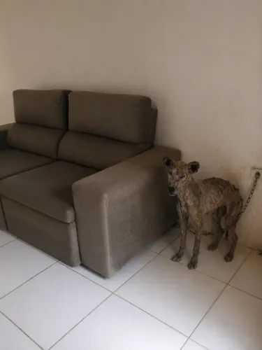 Doação de sofá usado