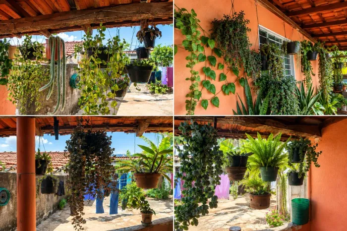 Vendo plantas motivo mudança só entrar em contato se tiver interesse dispenso curiosos.