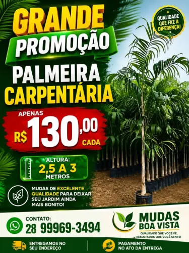 Palmeira carpentaria