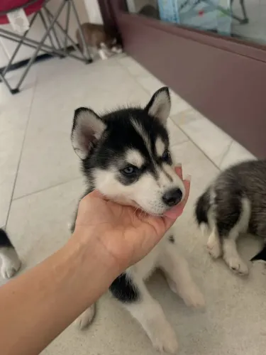 Husky siberiano Olhou, gostou, agora é só conhecer