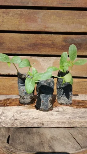 Mudas de Bucha Vegetal