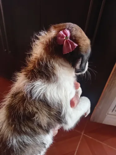 Cachorrinha fêmea...leia o anúncio pfv