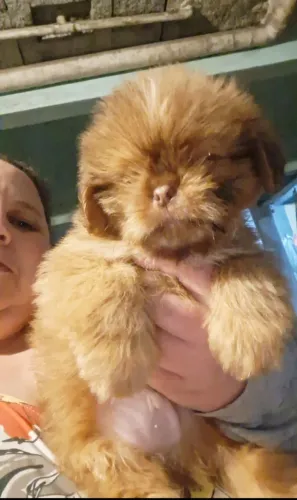 Vendo Filhotes de Shih Tzu 
