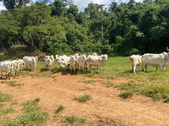 24 Vacas Nelore 