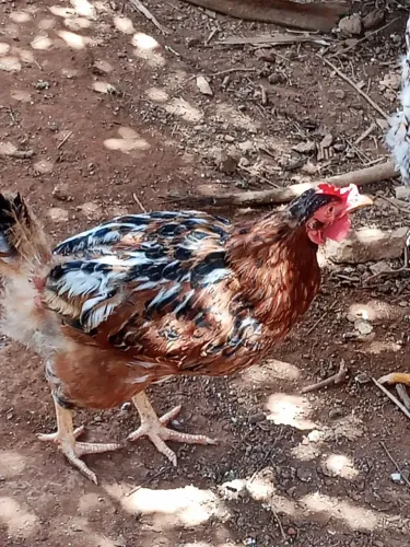 Vendo galinhas rodias