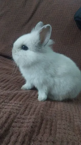 Mini coelho