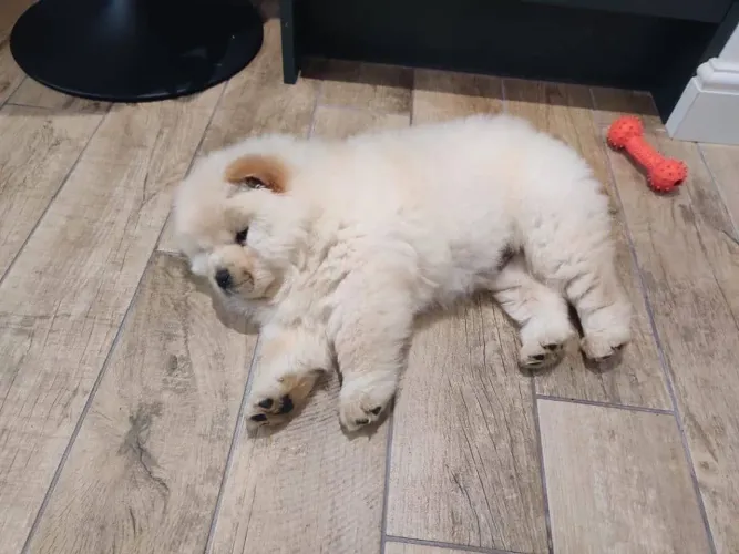 Filhote Chowchow Branco
