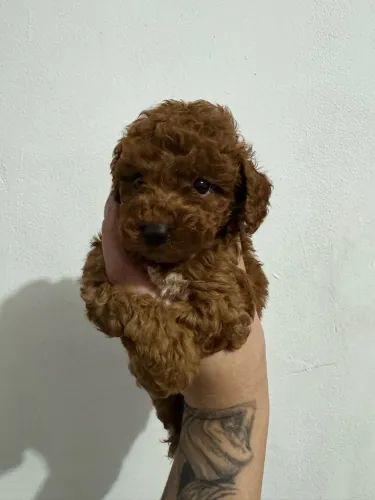 Poodle Toy Red Macho !