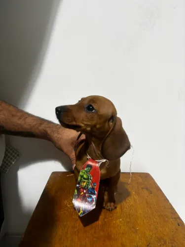 filhotes de salsichinha Aceito cartão.
