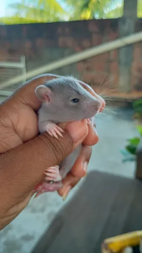 ratinhos de laboratório 