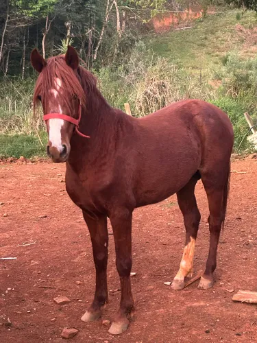 Vendo potro xucro