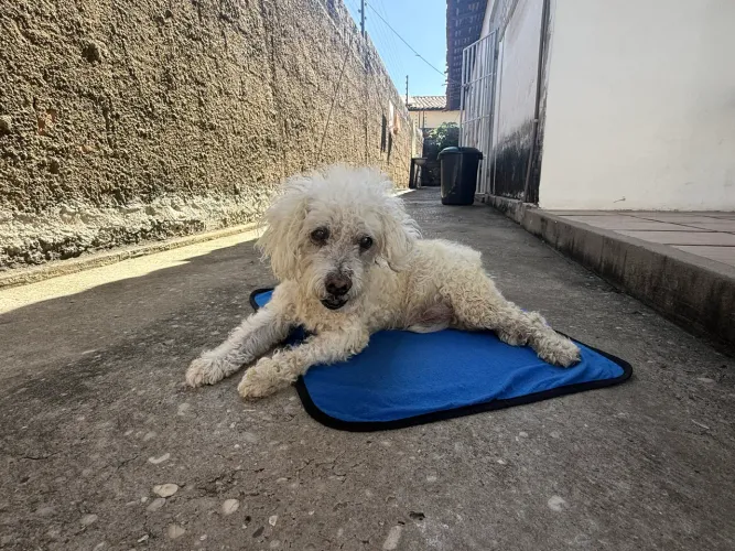 Doação Poodle